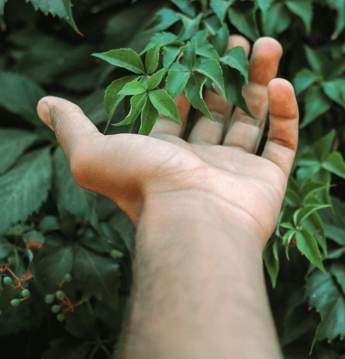 Photo d'une main et d'une plante